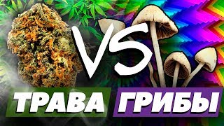 Трава VS Грибы (Эксперимент) [РУССКАЯ ОЗВУЧКА]