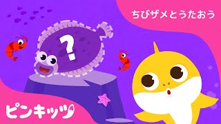 ちびザメと　かくれんぼ | サメのかぞく | ちびザメとうたおう | ピンキッツ童謡