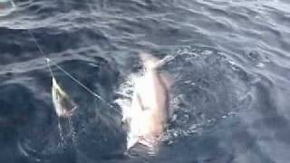 Deepwater Hapuka - Groper fishing, New Zealand