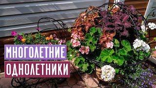 КАК ПРОДЛИТЬ ЖИЗНЬ ОДНОЛЕТНИКАМ ? Что заносим в дом? / Садовый гид