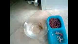 frog jumps out of my cats gob and lands in his water bowl!!! part 1