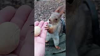 Орешек для белки / Nut for a squirrel