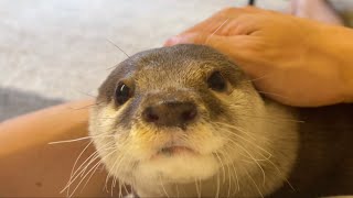 カワウソさくら 撫でるための道具 vs 飼い主の手 Tools for stroking vs. owner's hand