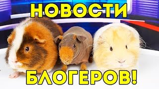 СВИНОnews: ЯЙЦА УЛИТОК / РЮКЗАК ДЛЯ ПОПУГАЕВ / новости блогеров / SvinkiShow