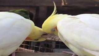 ПОПУГАИ КАКАДУ МАТЕРЯТСЯ! СМЕШНЫЕ ПОПУГАИ ПОДБОРКА! FUNNY PARROTS COMPILATION 2018