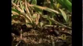The real mark of the beast? - Rob Skiba