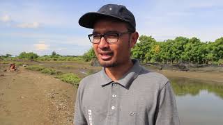 BUDIDAYA TIRAM ALU NAGA MULAI MEMETIK HASIL