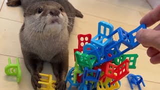 飼い主が積み上げて来たものを全てぶち壊しにきたカワウソ otter that came to destroy everything his owner had built up.