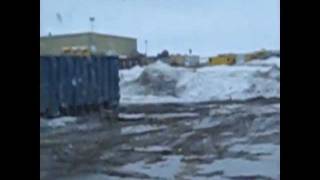 Prudhoe Bay, Alaska Bear