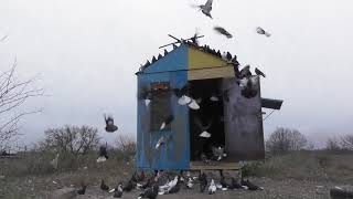 Николаевские голуби. г.Терновка 40