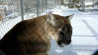 Cougar meows, purrs, says hi
