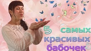 5 самых КРАСИВЫХ бабочек в мире. #2