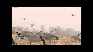 DayofDays_UNREAL DUCK HUNT