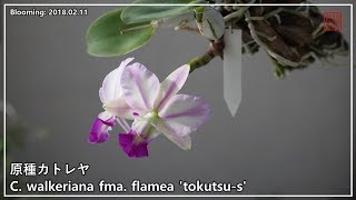 [フアイのオ-キッドスト-リ-] 洋蘭原種カトレヤ C. walkeriana fma. flamea 'tokutsu-s'