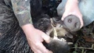 !!!!!GRAPHIC HOG DOG HUNT #12!!