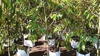 Grosir/jual bibit durian musangking super di Makassar Sulawesi Selatan hub WA 081 391 683 045 AMBAR