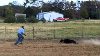 Calf Roping RJ house 11-10