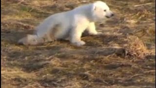 Webcast: Cruise Ship Stranded; Live Polar Bear Cam