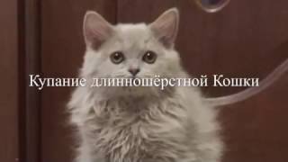 Как искупать кошку. Как помыть кошку. Уход за длинной шерстью