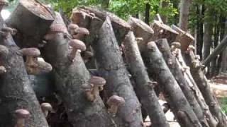 Shiitake Mushrooms: Thoughts on Production and Marketing