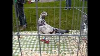 CNTU Flying Tippler Lawn Show 2013