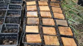 Planting Ginseng Seed Using My Natural Occurrence Method in containers