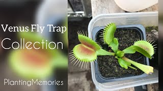 Venus Fly Trap Collection | Rare Dionaea muscipula