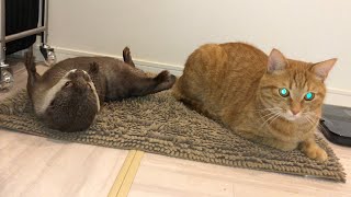 お風呂上がりに自分で体を拭くカワウソとそれを無自覚で邪魔する猫 otter wipes itself after a bath, and cat unknowingly interrupts it.