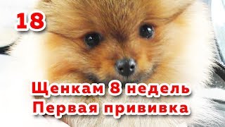 ? Щенкам 8 недель. В гостях у Алисы. Щенка укачало. Собака на первой прививке