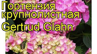 Гортензия крупнолистная Гертруда Глан. Краткий обзор, описание hydrangea macrophylla Gertrud Glahn
