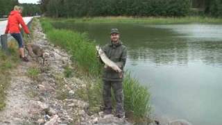 Pike fishing in Finland/ pike on buster jerk c29