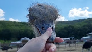 В гостях у страусов. Длинное и кусачее, но доброе и симпатичное!