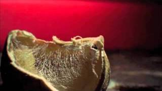 Cold Eskimo "Where You Belong"