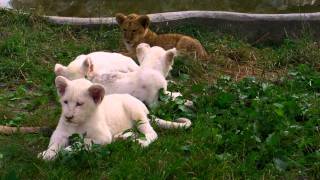 Beli i zuti lavici - ZR - Beo Zoo Vrt