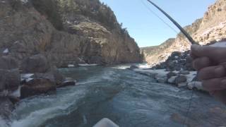 Fly fishing the Colorado River for Brown Trout