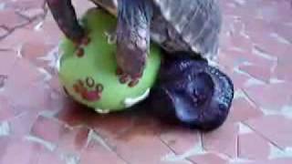turtle