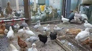 содержание и разведение кур. цыплята 2 месяца.