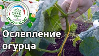 ? Формирование огурцов в теплице. Ослепление огурца.