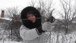 Заготовка черенков для прививки весной.