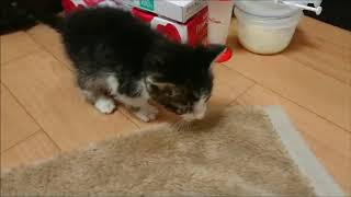 お腹にたくさんの虫を持ったまま保護した子猫のそらくん　がんばってます
