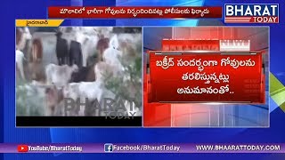 బక్రీద్ సందర్బంగా గోవుల అక్రమ రవాణా | Cow Illegal Transport in Hyderabad | Bharat Today