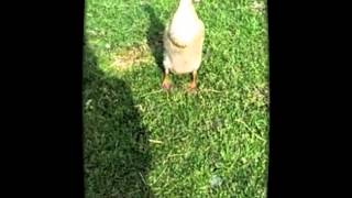 Harkem Shake