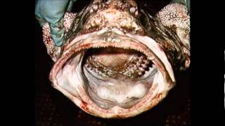 Amazing Creatures of the Deep Sea