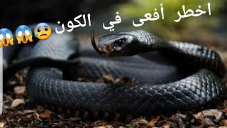 المامبا السوداء في الجزائر??? ( ثاني اخطر أفعى في العالم?? )