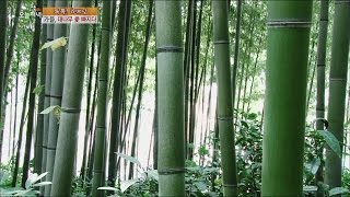 [Live Tonight] 생방송 오늘저녁 229회 - Autumn,Falls in love with bamboo 201510015