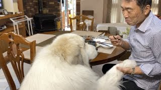 ルンルンに内緒でおやつをもらったアランです　Great Pyrenees　グレートピレニーズ