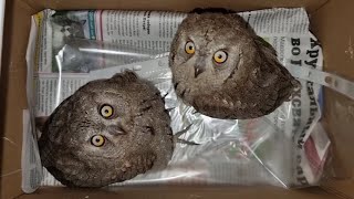 Выпустили сов сплюшек на волю туда, куда танки ездить боятся! У вас получилось!