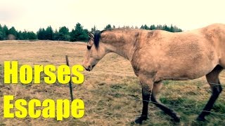 Horses Escape