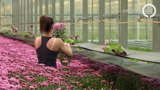 Glastuinbouw Gelderland wil uiteindelijk zonder gas