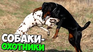 ТОП 7 ЛУЧШИХ СОБАК–ОХОТНИКОВ // MegaShow TV